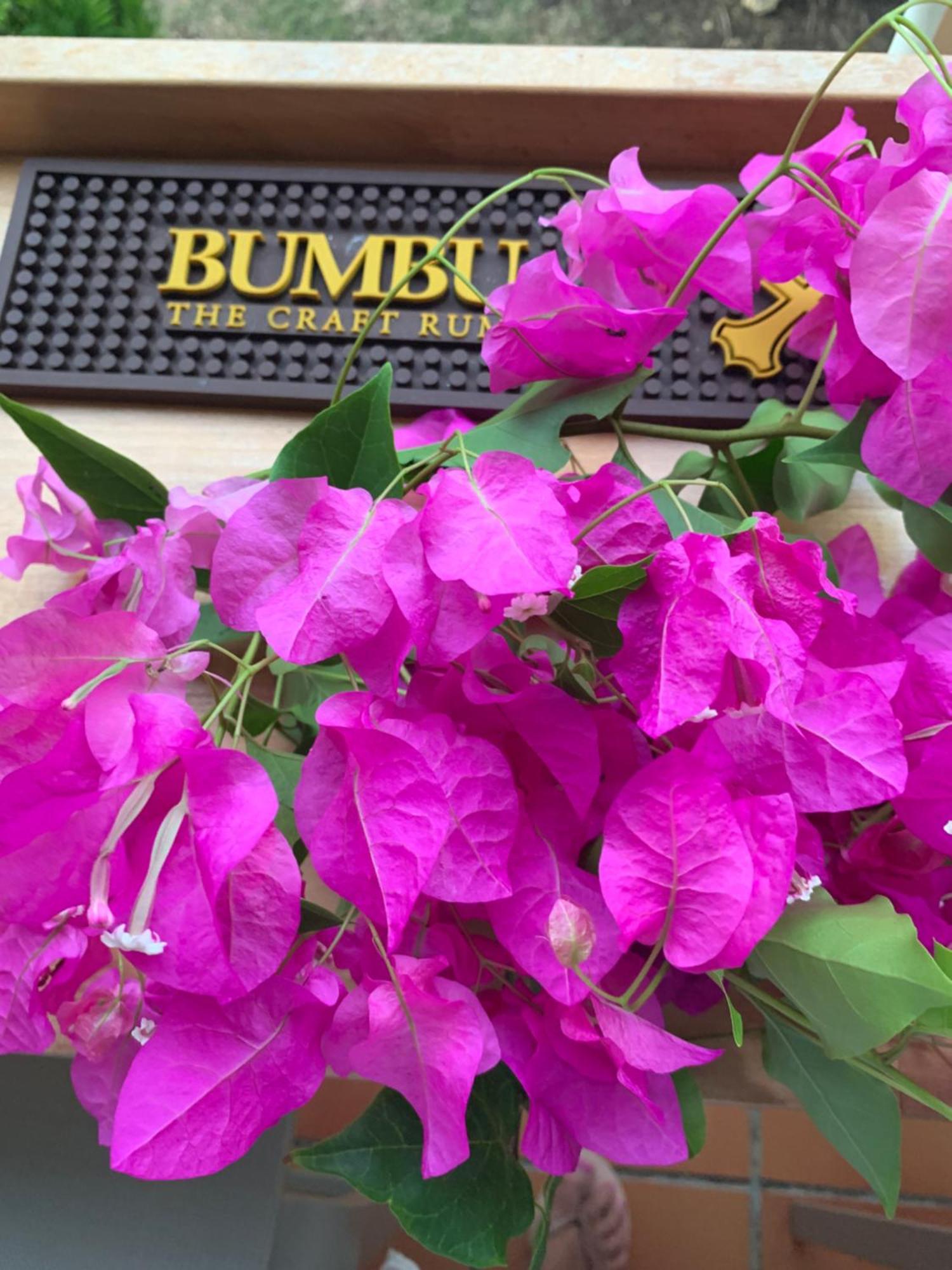 סן-פרנסואה Appartement Bumbu 626 Anse Des Rochers מראה חיצוני תמונה